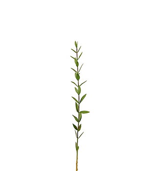 Eucalyptus 45 cm