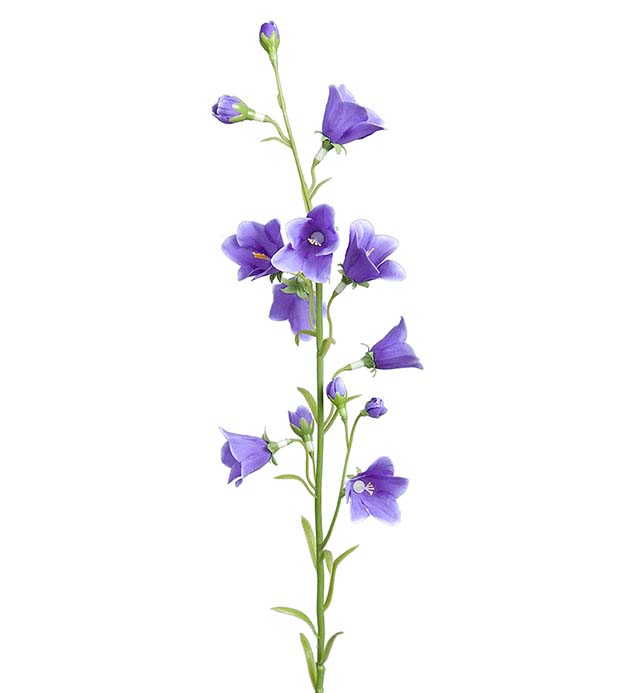 Blåklocka 65 cm