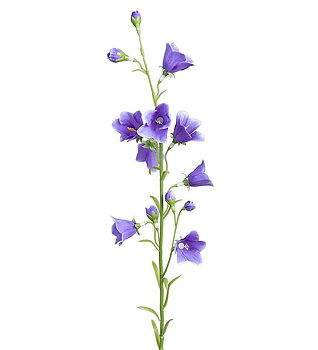 Blåklocka 65 cm