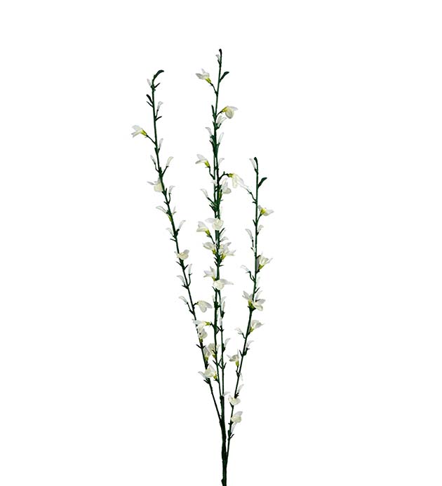 Ginst 80 cm