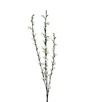 Ginst 80 cm