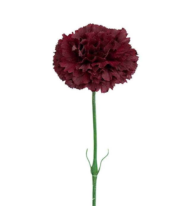Nejlika, 55 cm