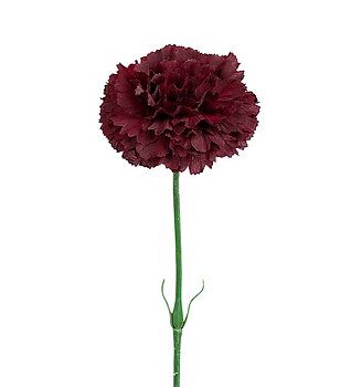 Nejlika, 55 cm