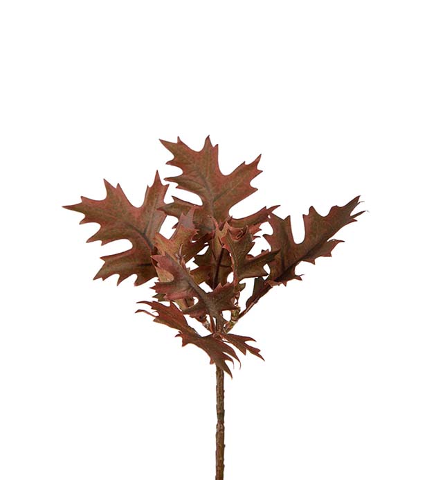 Ekkvist, 18 cm