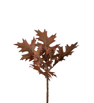 Ekkvist, 18 cm