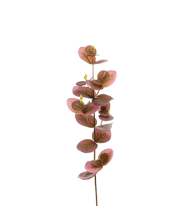 Eucalyptus, 40 cm