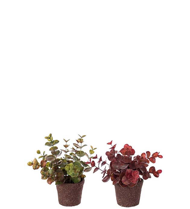 Eucalyptus i kruka, 14 cm