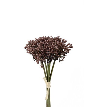 Sedumbunt, 21 cm