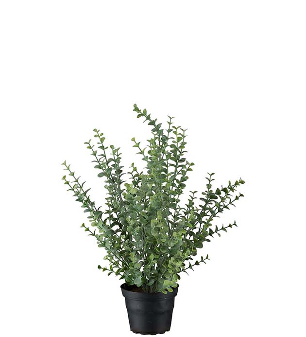 Eucalyptus i kruka 40 cm