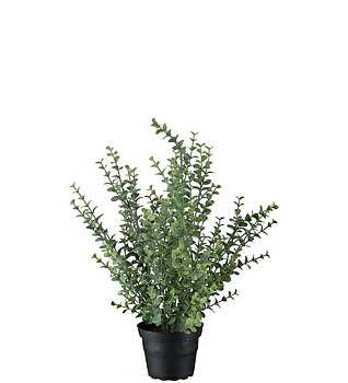 Eucalyptus i kruka 40 cm