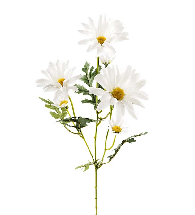 Prästkrage 50 cm