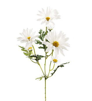 Prästkrage 50 cm