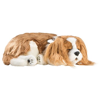 Perfect Petzzz- Cavalier King Charles Valp