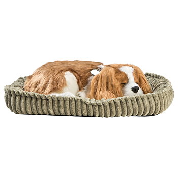Perfect Petzzz- Cavalier King Charles Valp