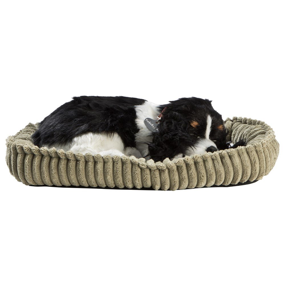Perfect Petzzz- Cocker Spaniel Valp - 2