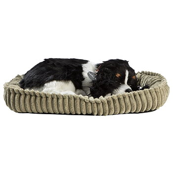 Perfect Petzzz- Cocker Spaniel Valp