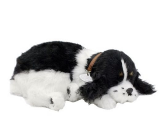 Perfect Petzzz- Cocker Spaniel Valp