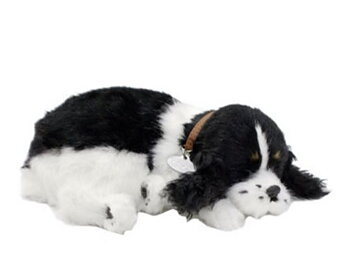 Perfect Petzzz- Cocker Spaniel Valp
