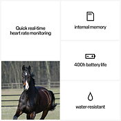 Polar Equine handtag med H10 sensor