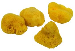 Natursvamp 6/7 cm