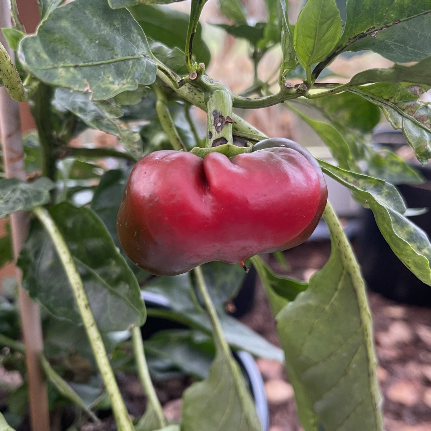 Paprika 'Rajen'