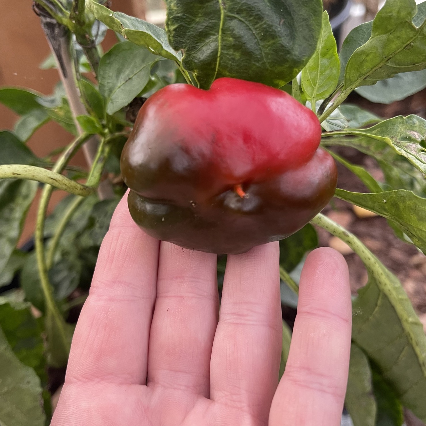 Paprika 'Rajen' - 3