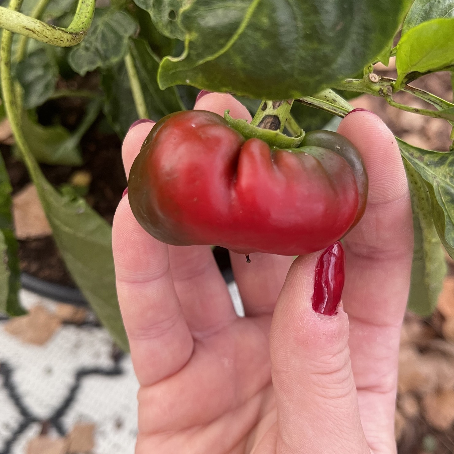 Paprika 'Rajen'