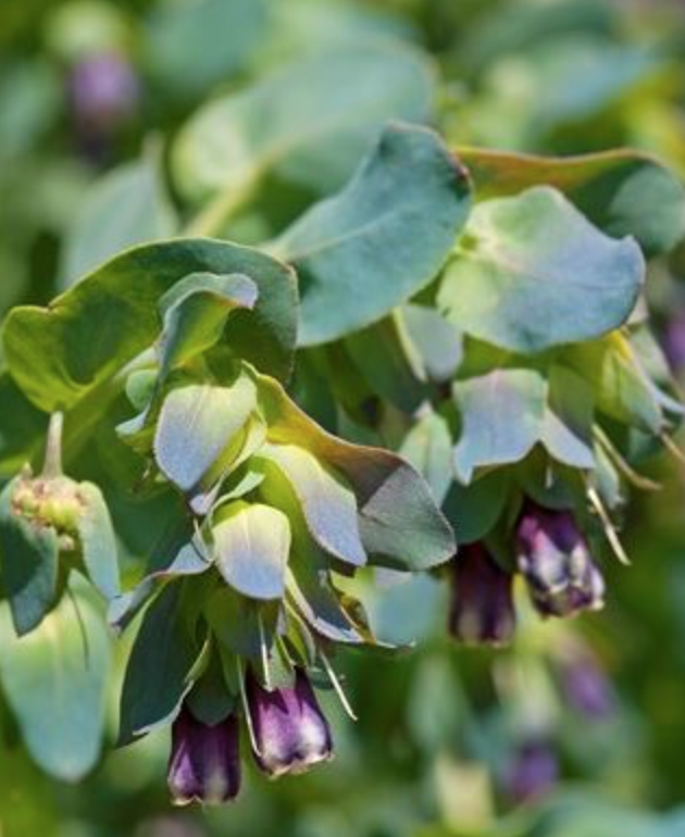 Stor vaxblomma 'Pride of Gibraltar'