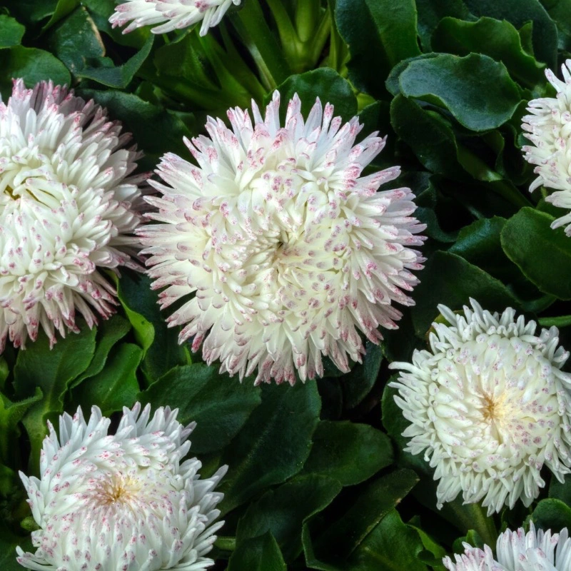 Tusensköna 'Bam Bam White Blush'