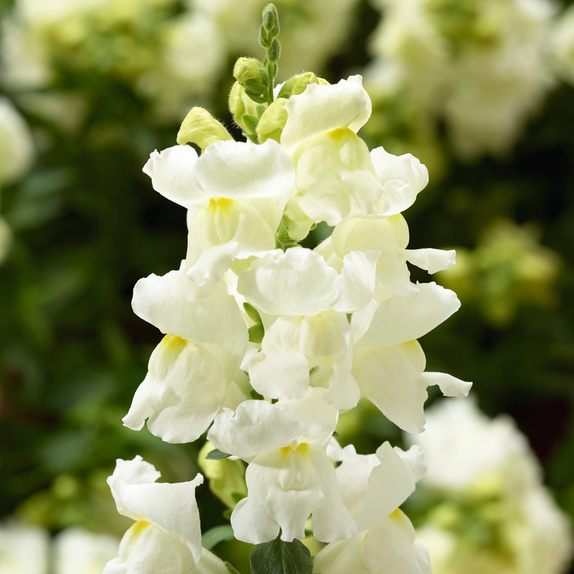 Lejongap 'Snaptini White'
