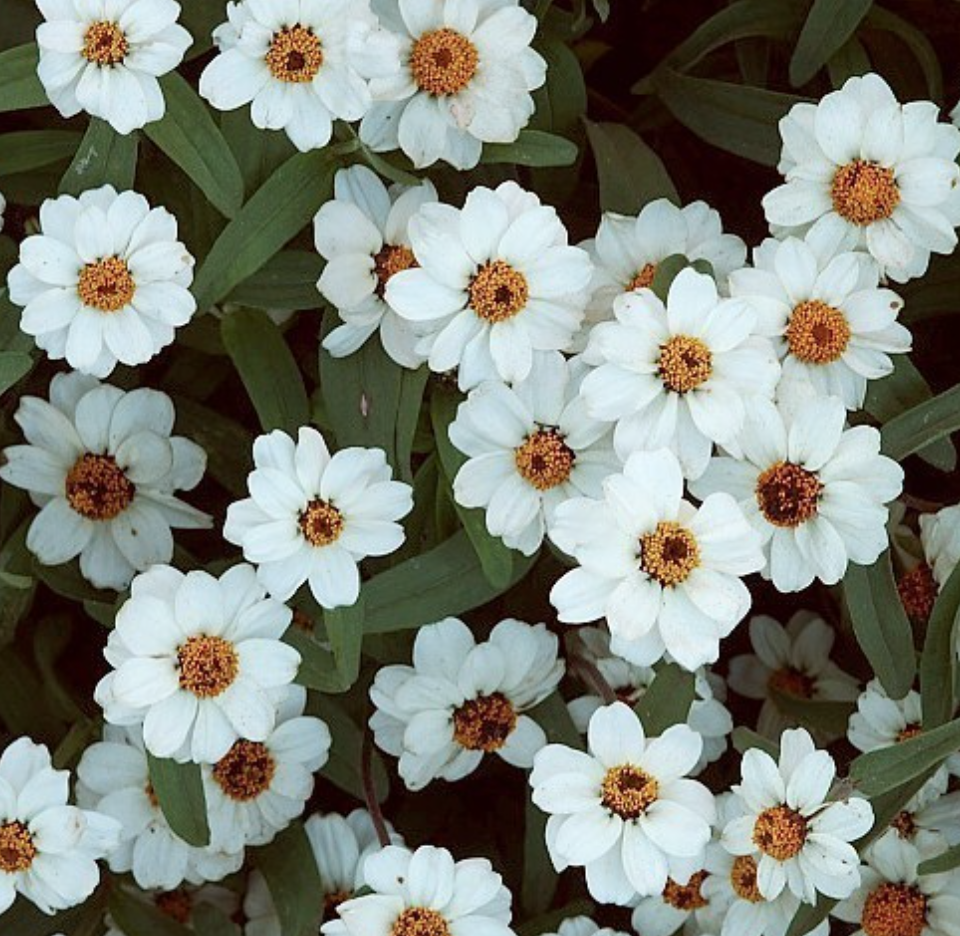 Zinnia 'Crystal White' - Dvärgzinnia - 3