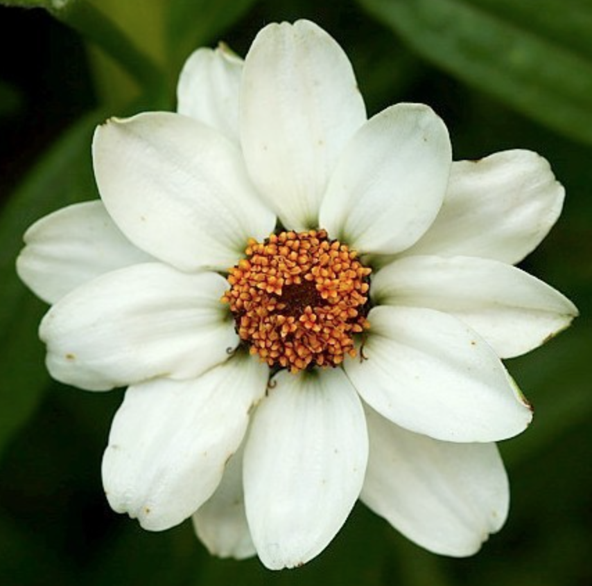 Zinnia 'Crystal White' - Dvärgzinnia - 2