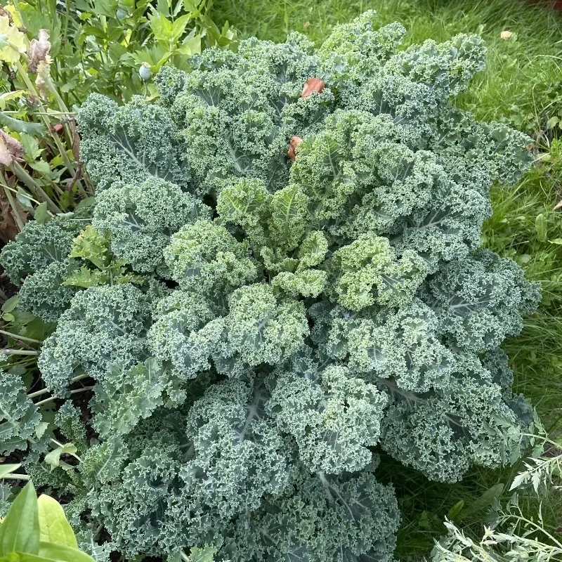 Grönkål 'Dwarf Green Curled'