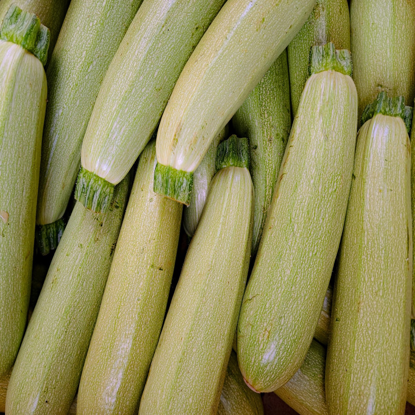 Squash 'Bianca di Trieste' - Zucchini