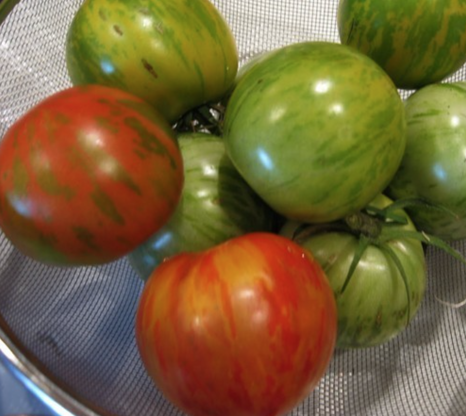 Tomat 'Tigerella'
