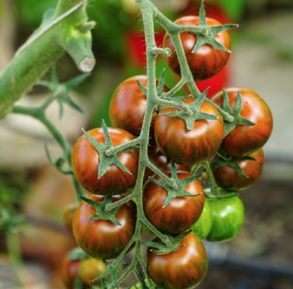 Tomat 'Tigerella'
