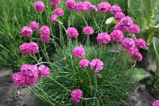 Bredbladig Trift 'Ballerina Lilac' - 2