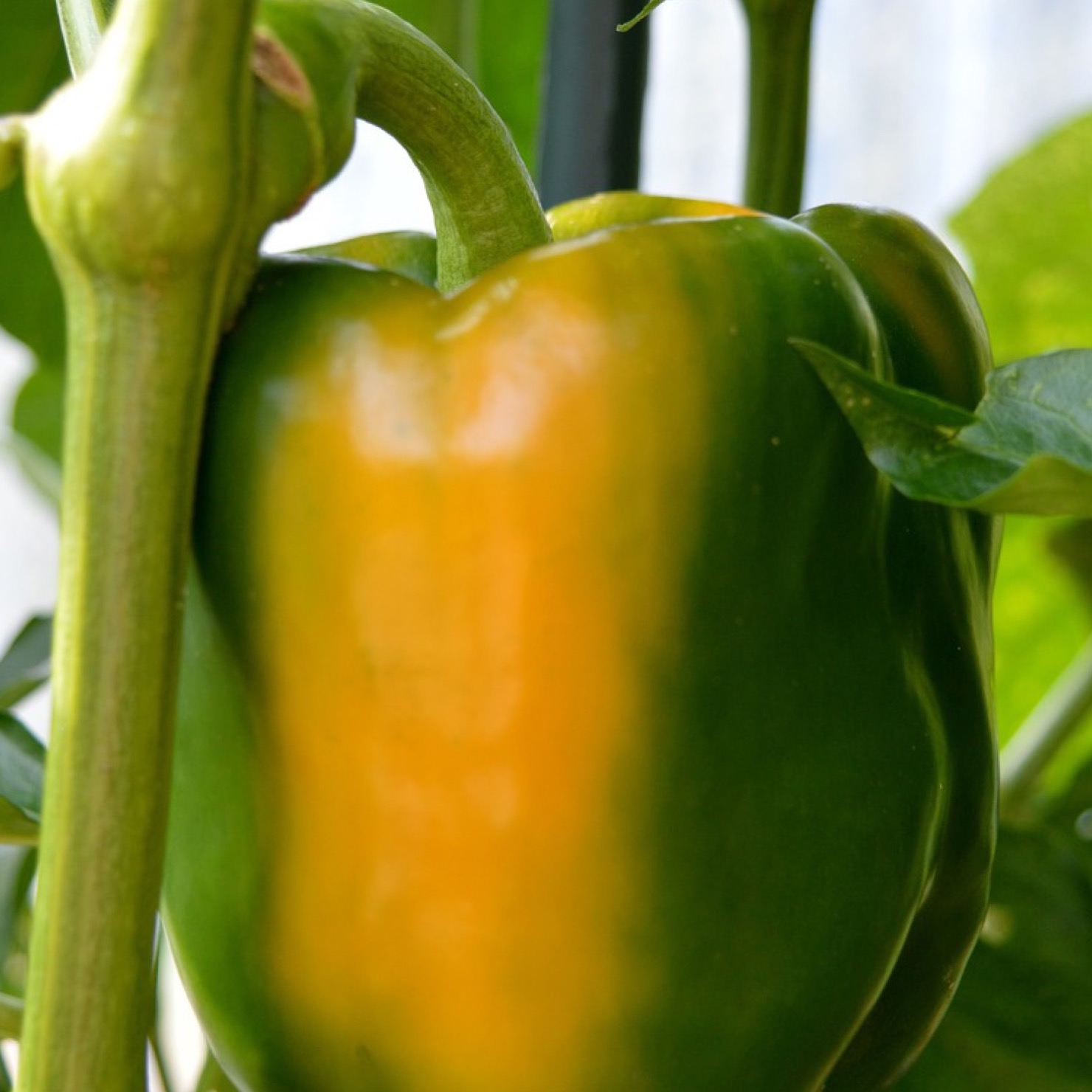 Paprika 'Lamia'