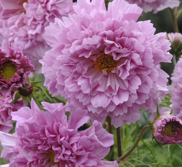 Rosenskära 'Double Click Rose Bonbon'
