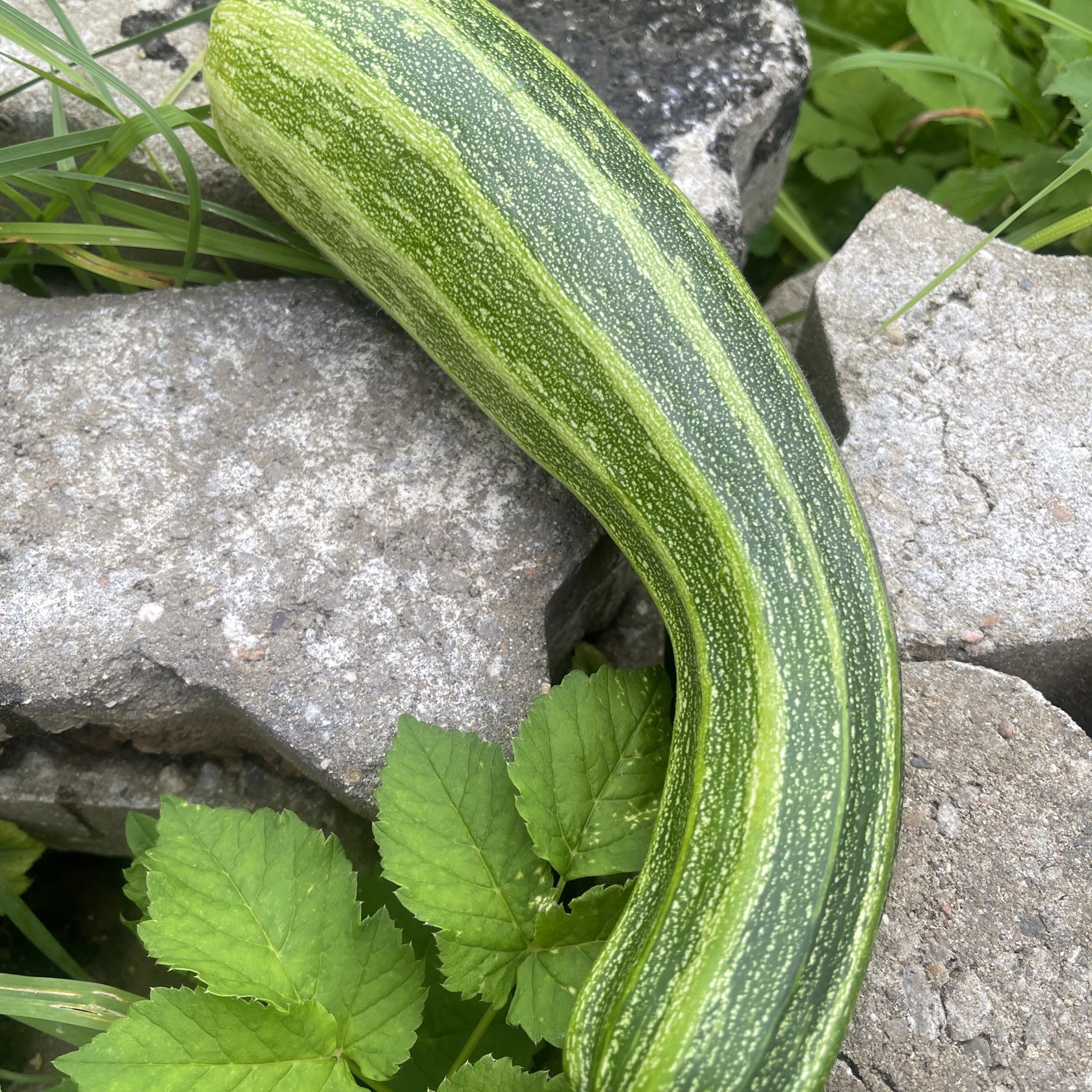 Squash 'Striato Di Napoli'