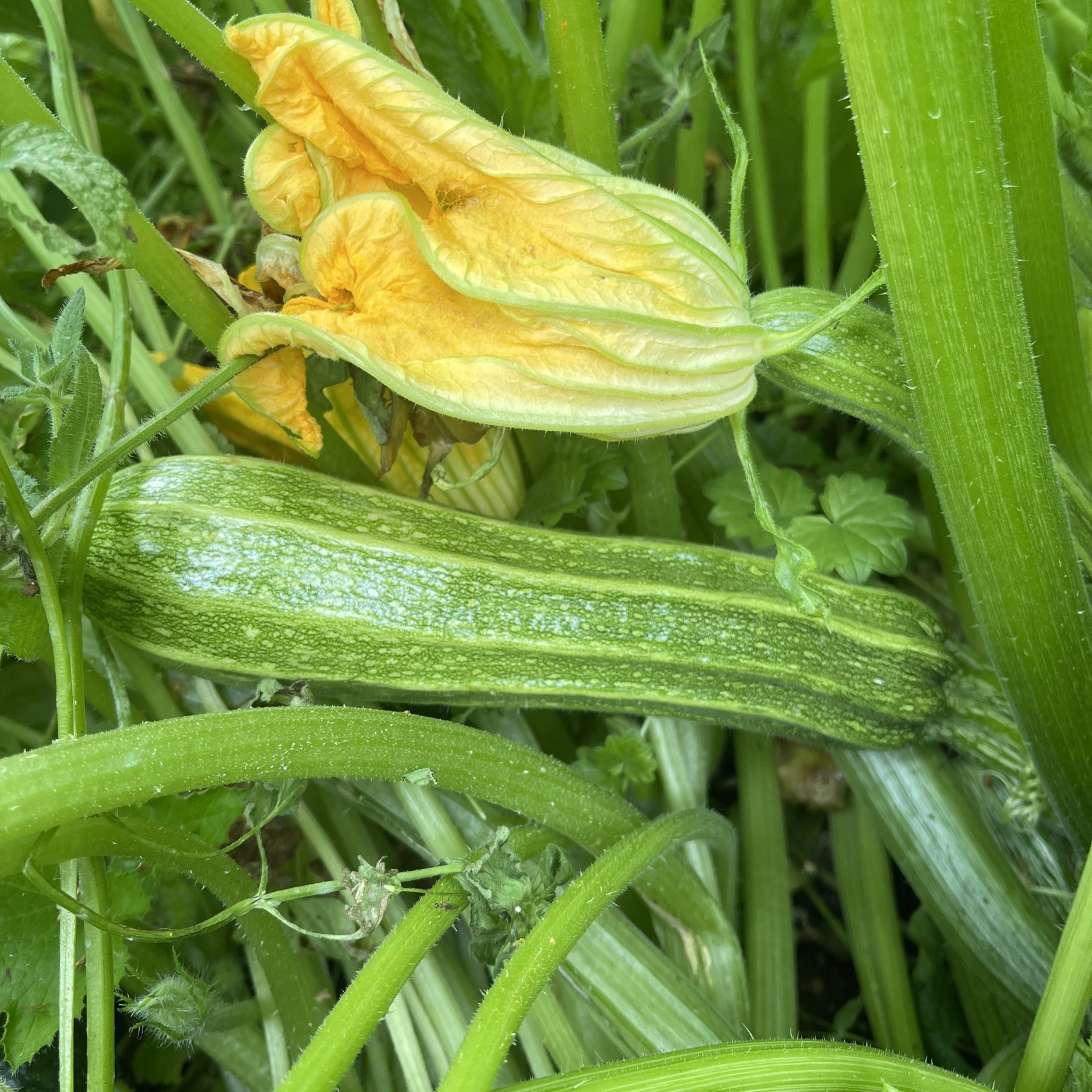 Squash 'Striato Di Napoli'
