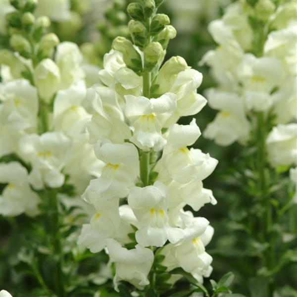 Lejongap 'Potomac Ivory White' F1