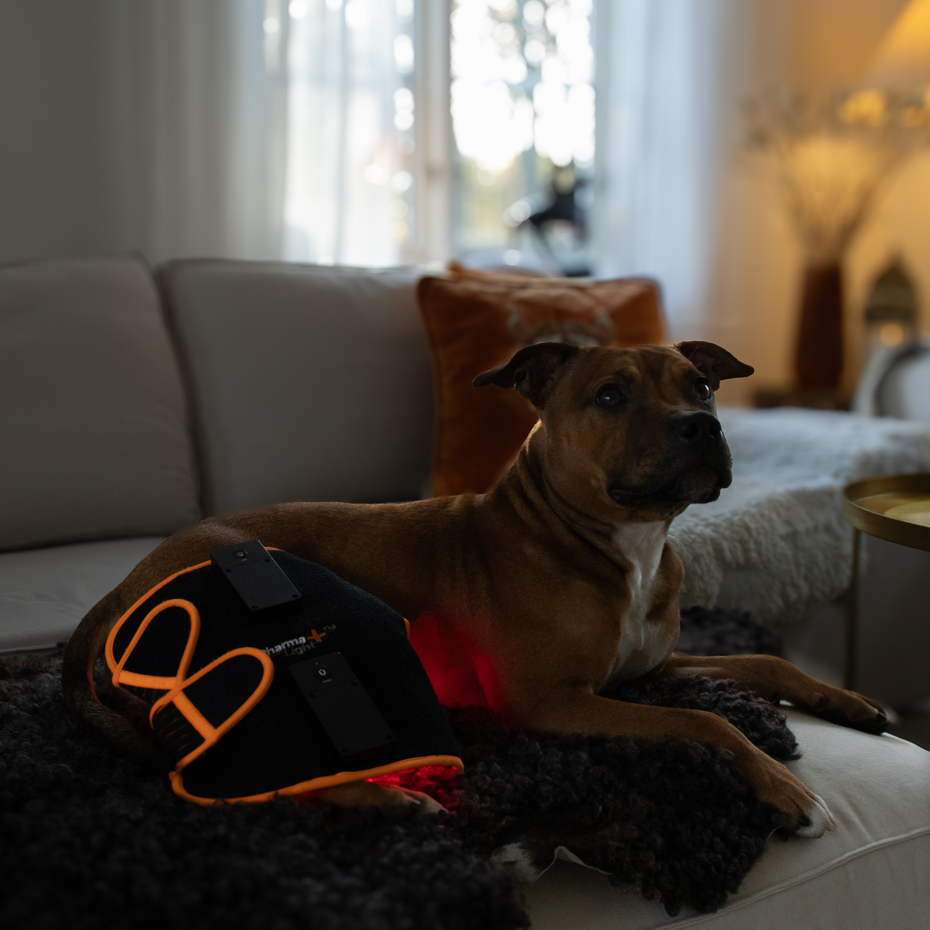 ModelLight Led Treatment Pad PEMF Canine 2-PACK - 11