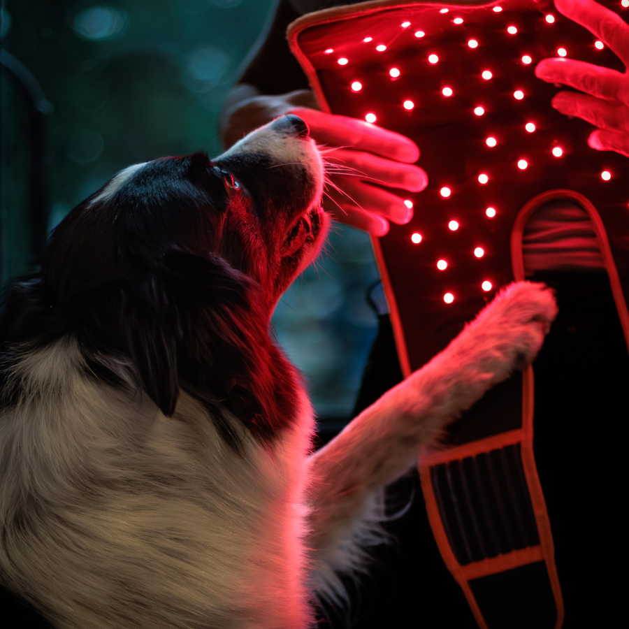 ModelLight Led Treatment Pad PEMF Canine 2-PACK - 3