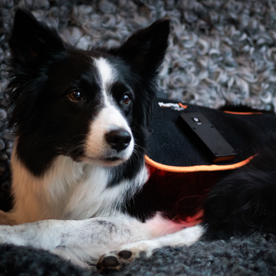 ModelLight Led Treatment Pad PEMF Canine 2-PACK - 4