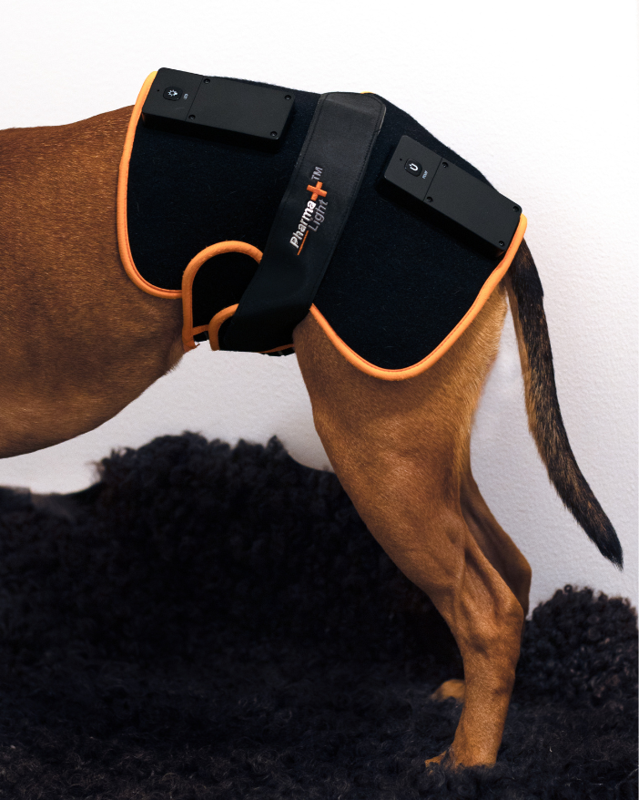 ModelLight Led Treatment Pad PEMF Canine 2-PACK - 7