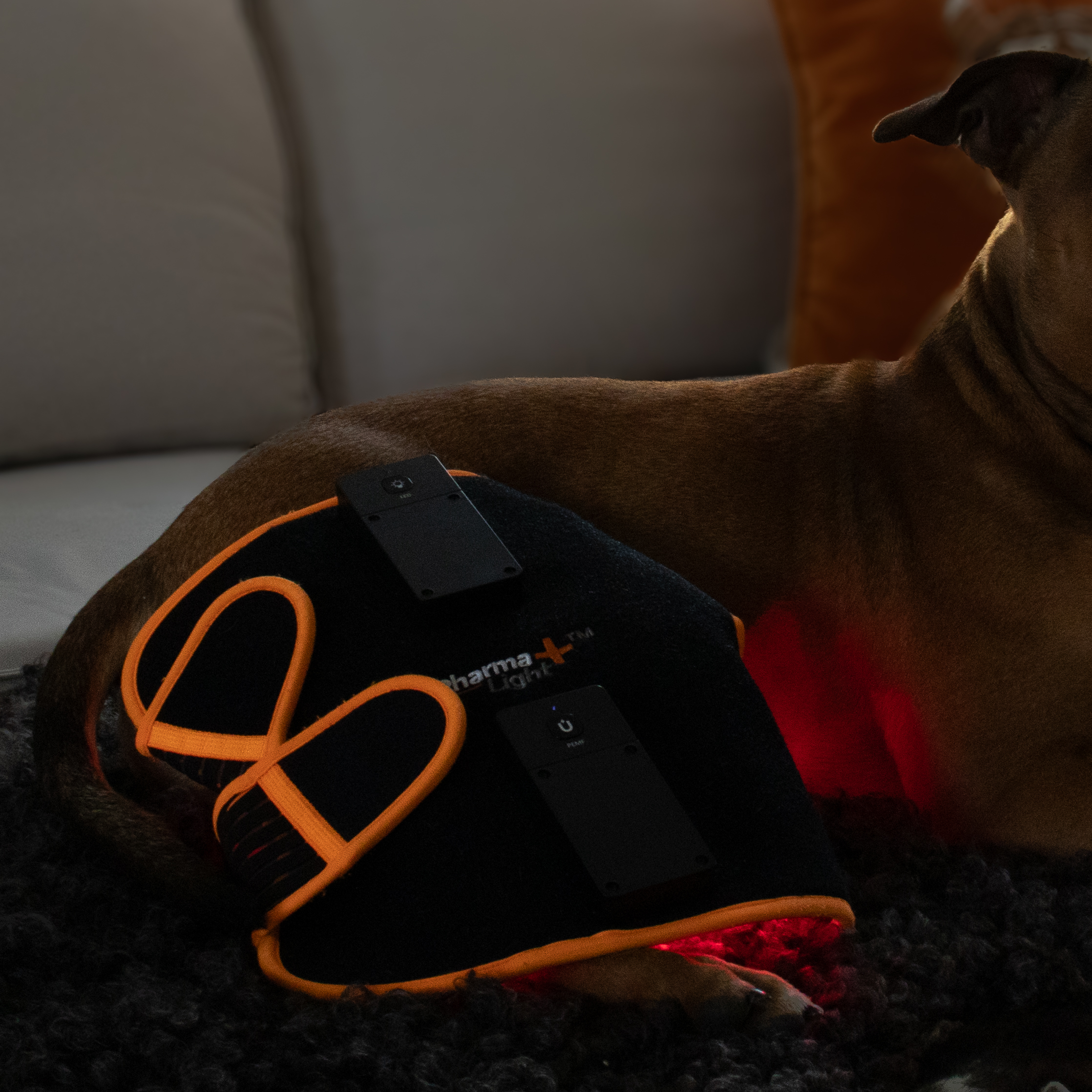 ModelLight Led Treatment Pad PEMF Canine 2-PACK - 6