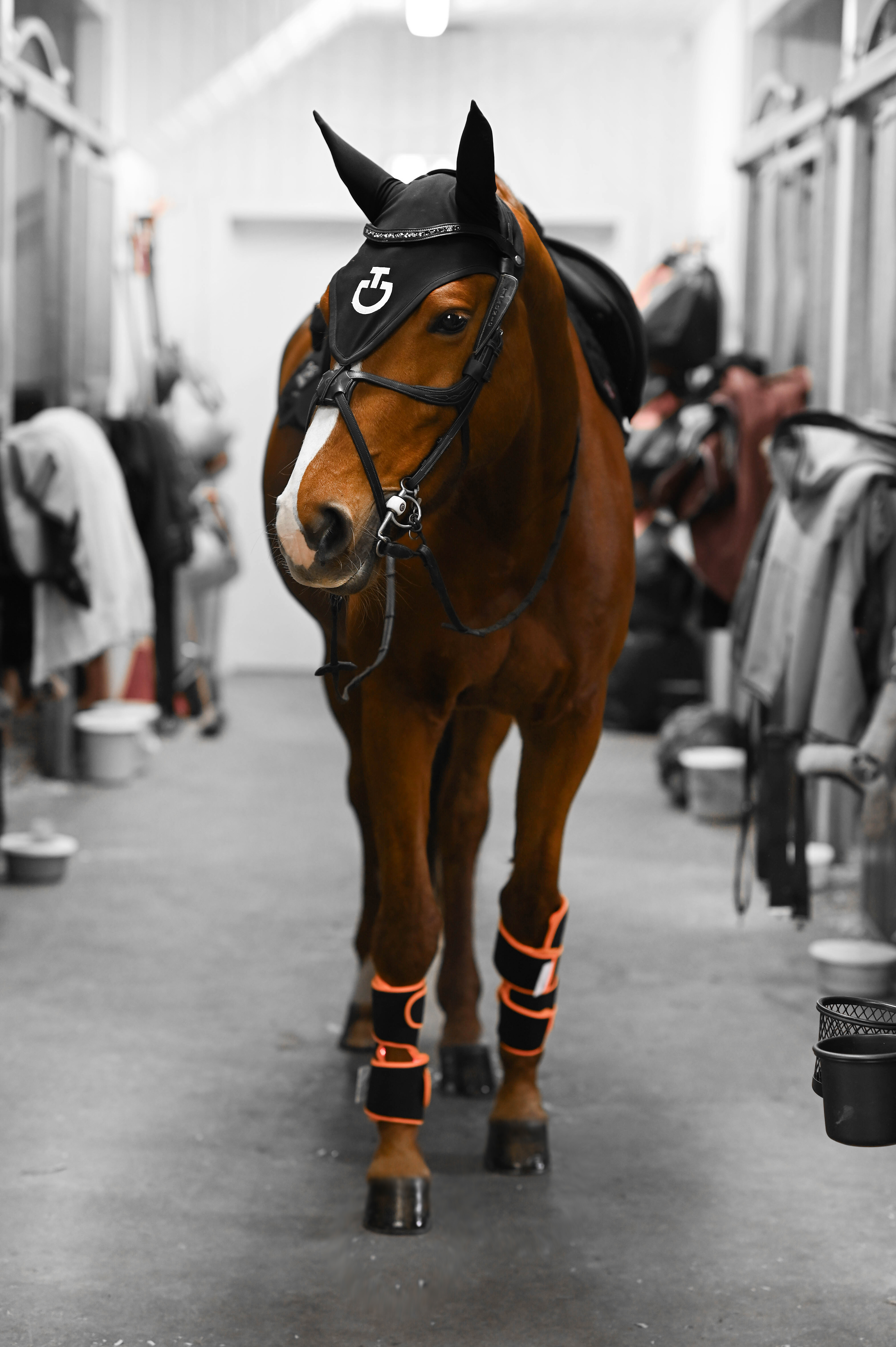 ModelLight Led Treatment Pad PEMF Equine 2-PACK - 15