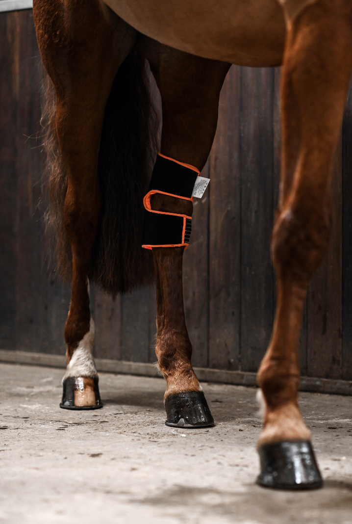 ModelLight Led Treatment Pad PEMF Equine 2-PACK - 10