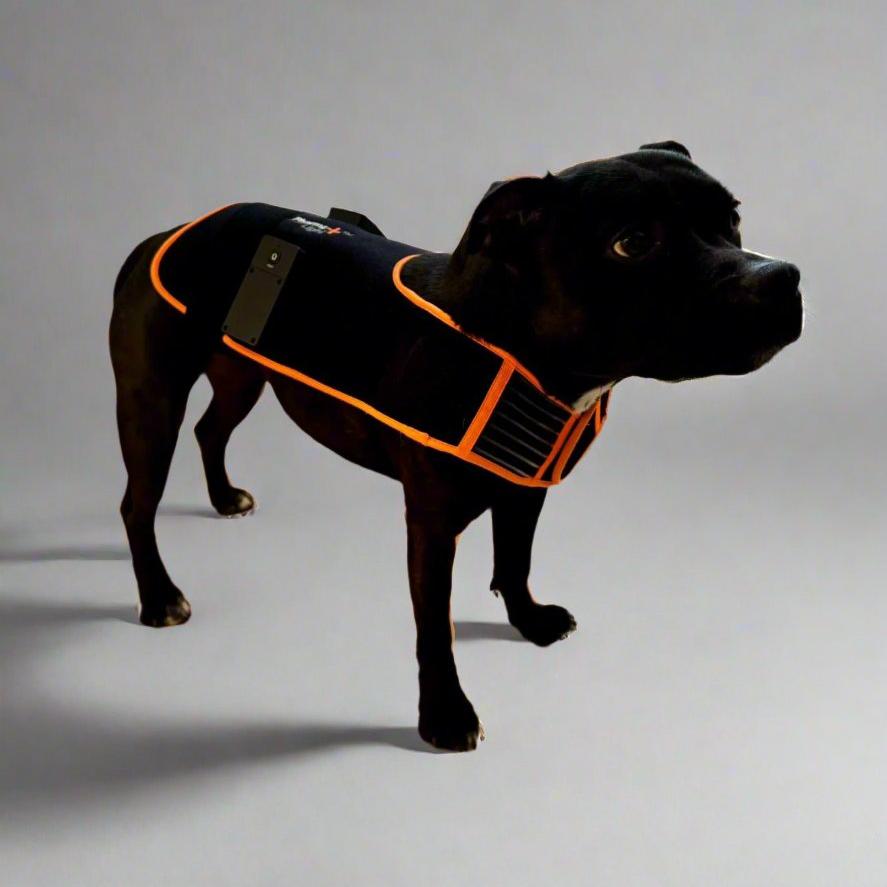ModelLight Led Treatment Pad PEMF Equine 2-PACK - 14